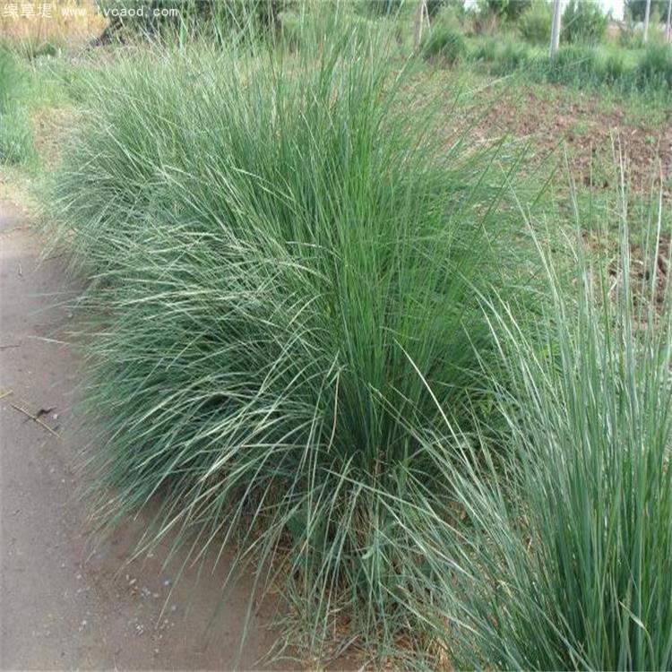 芨芨草葉子植株 芨芨草葉子植株