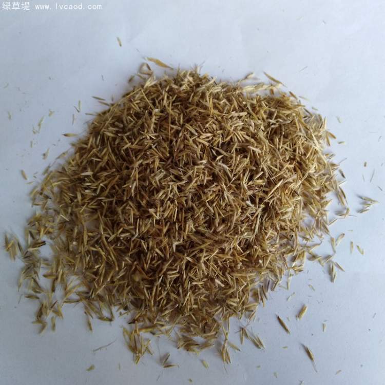 芨芨草種子 芨芨草種子