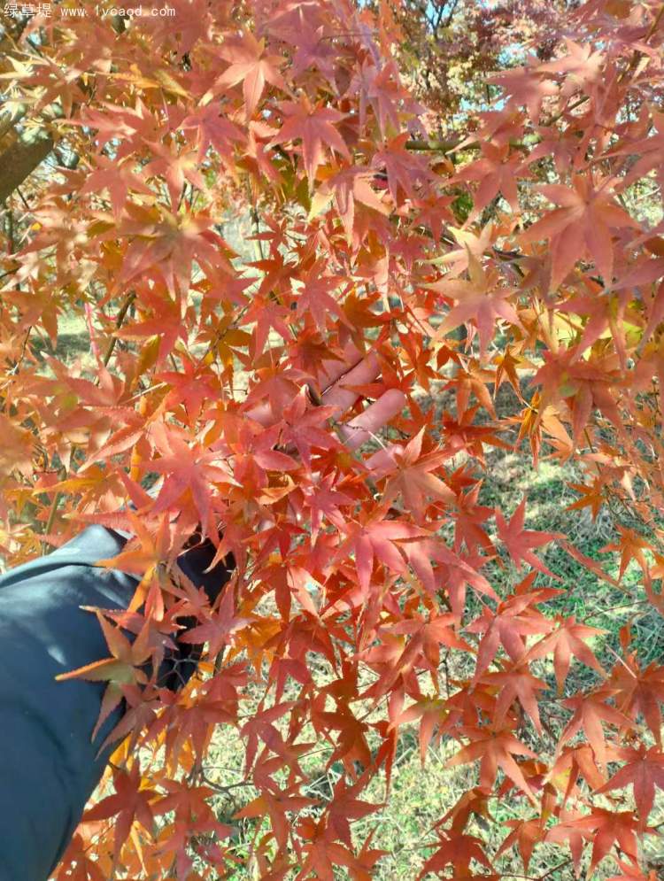 雞爪槭樹葉秋冬季變色 雞爪槭樹葉秋冬季變色