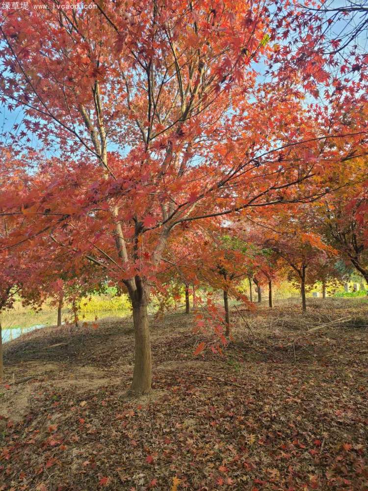 雞爪槭樹葉秋冬季變色 雞爪槭樹葉秋冬季變色
