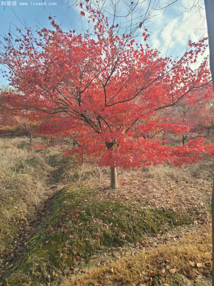 雞爪槭樹葉秋冬季變色 雞爪槭樹葉秋冬季變色