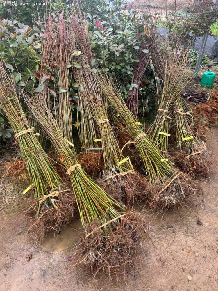 雞爪槭小苗樹苗 雞爪槭小苗樹苗