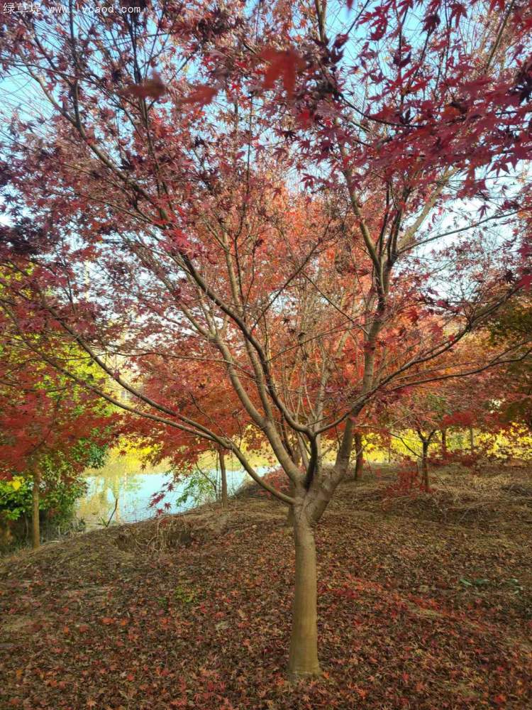 雞爪槭樹葉秋冬季變色 雞爪槭樹葉秋冬季變色