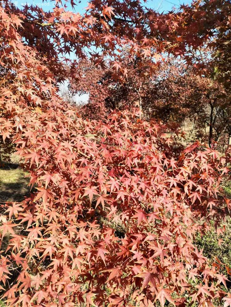 雞爪槭樹葉秋冬季變色 雞爪槭樹葉秋冬季變色