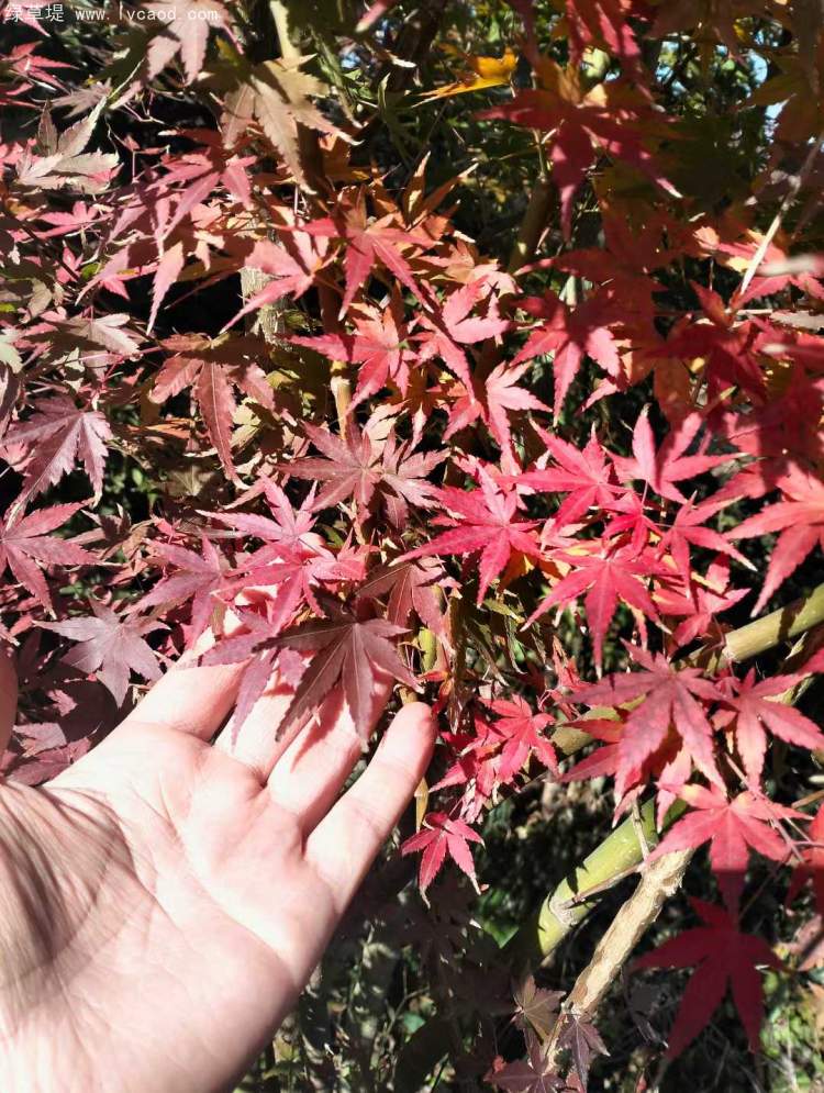 雞爪槭樹葉秋冬季變色 雞爪槭樹葉秋冬季變色