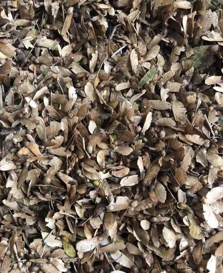 雞爪槭種子 雞爪槭種子