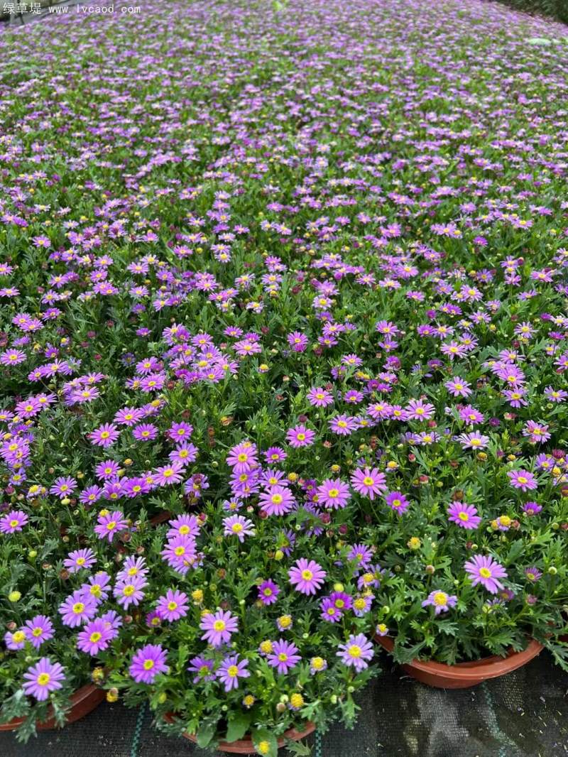 姬小菊盆栽杯苗