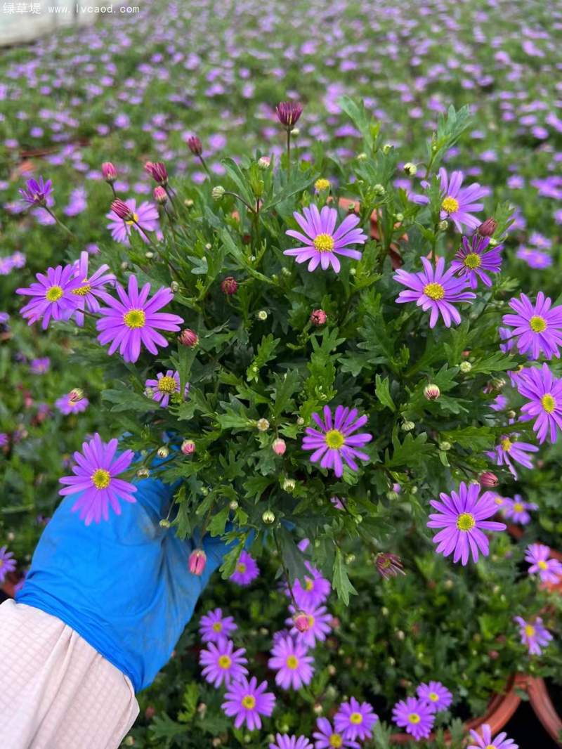姬小菊盆栽杯苗