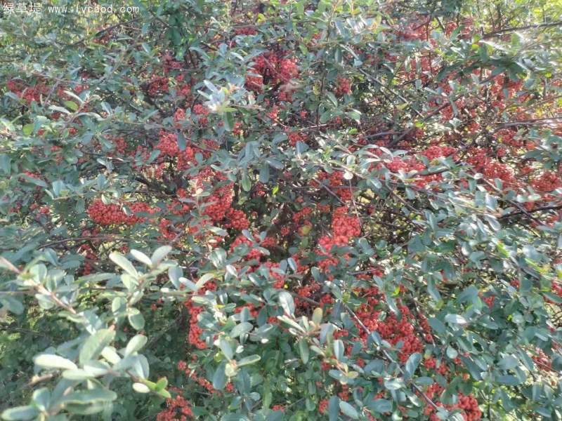 火棘種子