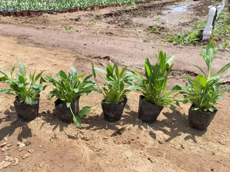 假龍頭杯苗盆栽