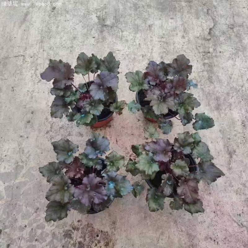 礬根盆栽容器苗 礬根盆栽容器苗