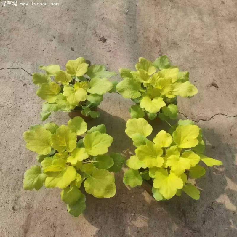 礬根盆栽容器苗 礬根盆栽容器苗