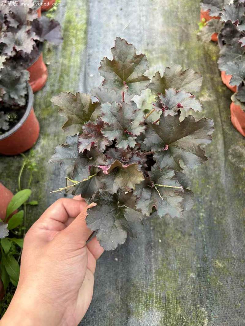 礬根盆栽容器苗 礬根盆栽容器苗