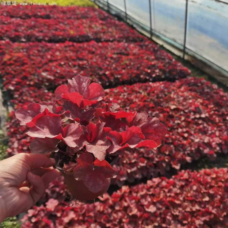 礬根盆栽容器苗 礬根盆栽容器苗