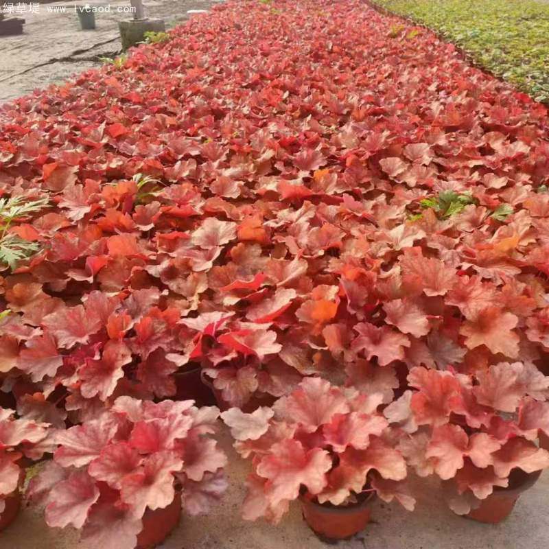 礬根盆栽容器苗 礬根盆栽容器苗