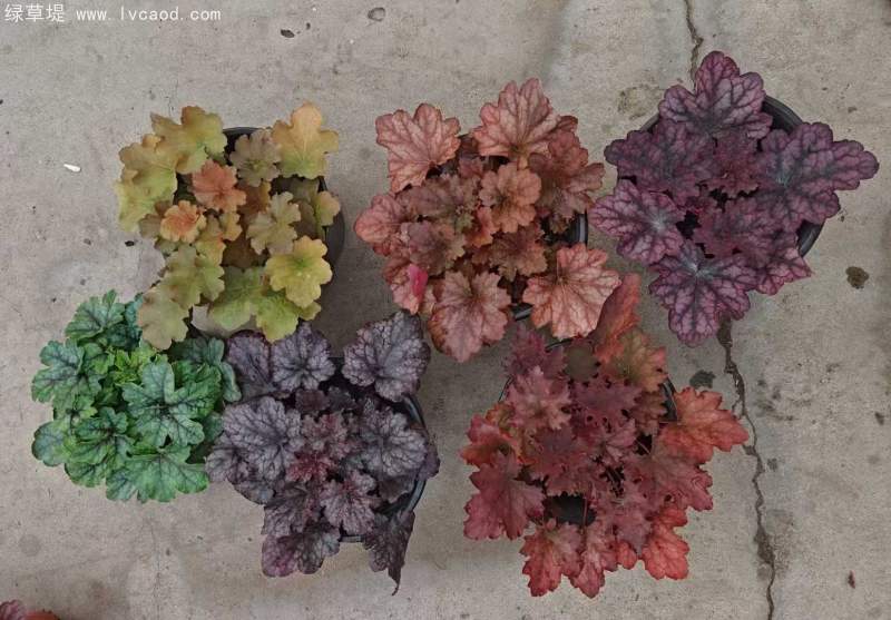 礬根盆栽容器苗 礬根盆栽容器苗