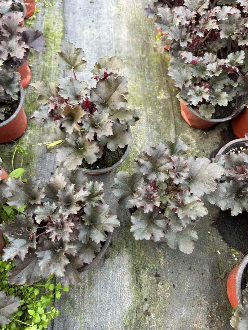 礬根盆栽容器苗 礬根盆栽容器苗