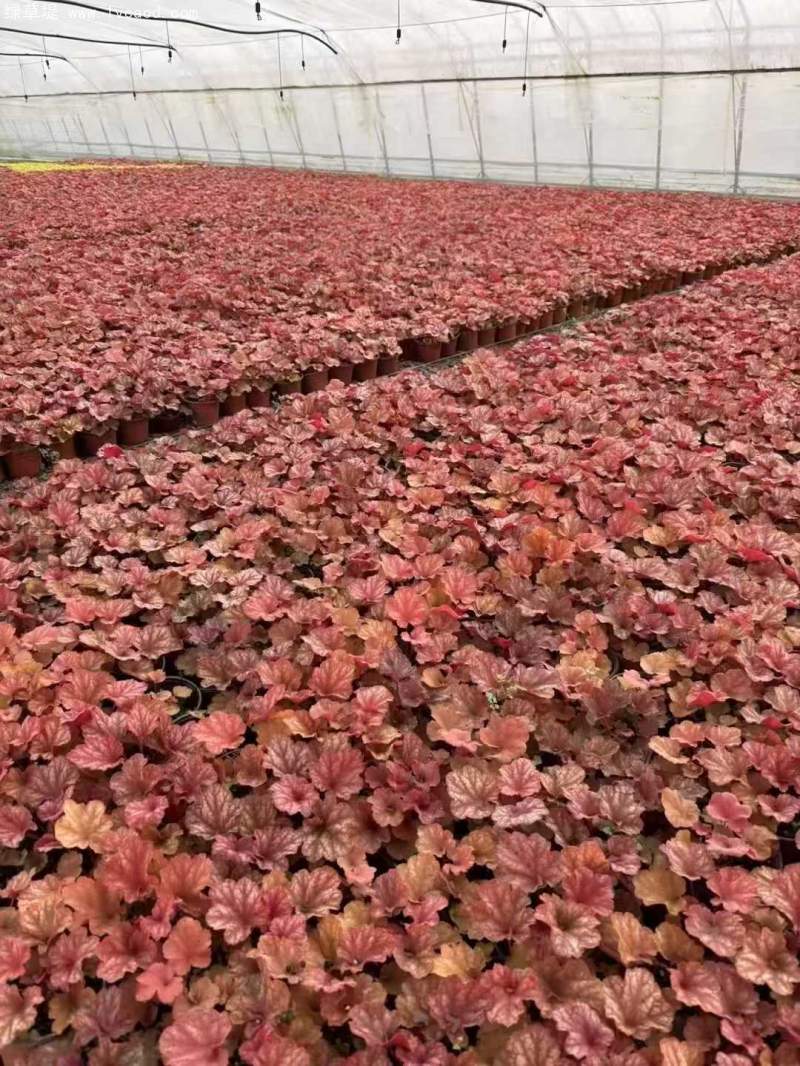 礬根盆栽容器苗 礬根盆栽容器苗