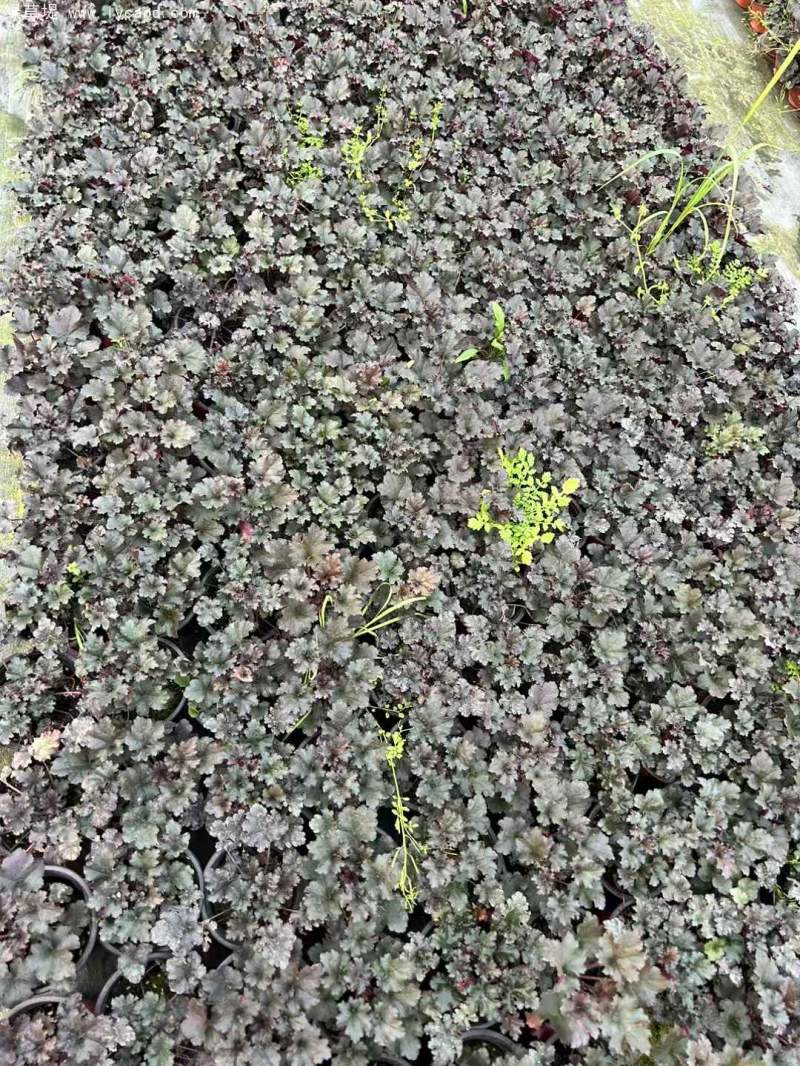 礬根盆栽容器苗 礬根盆栽容器苗