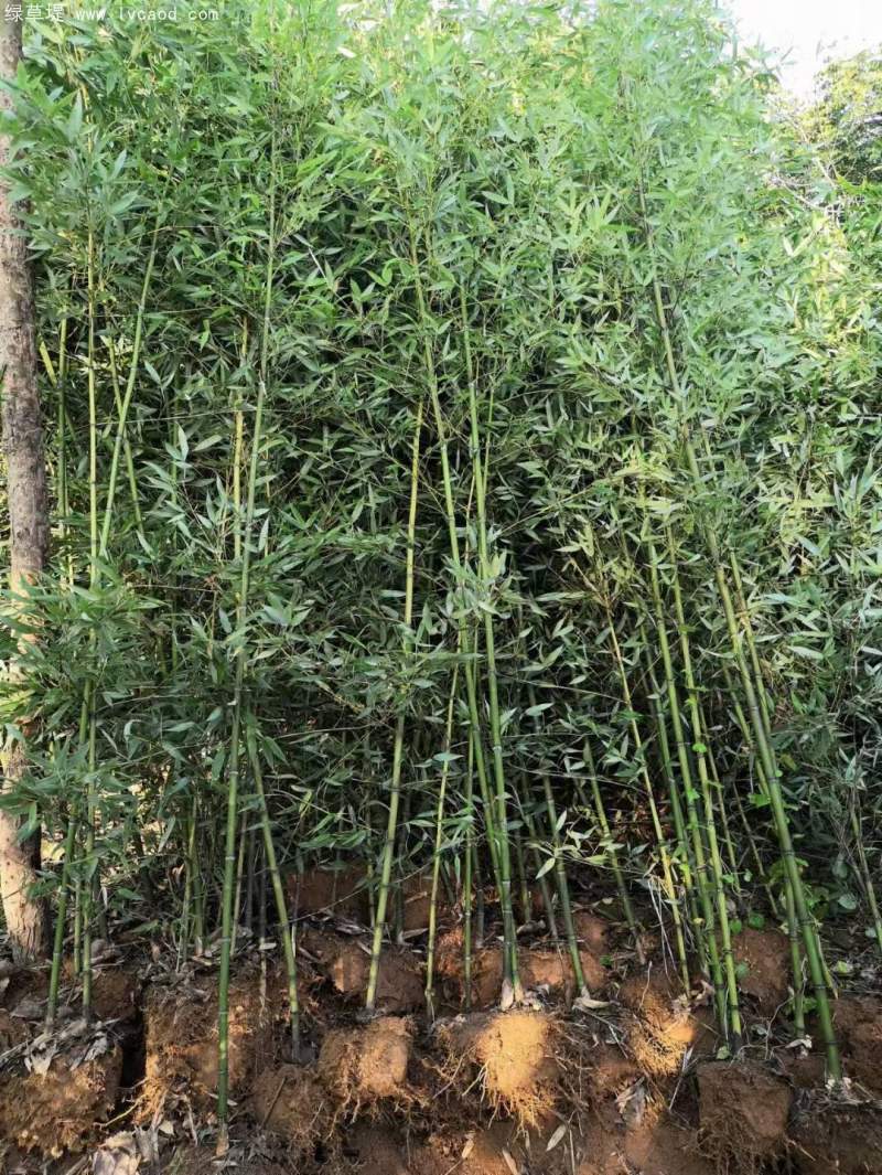 早園竹竹子