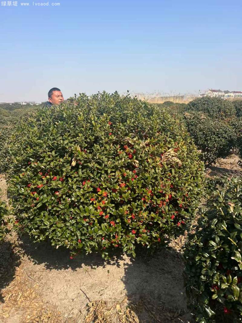 構(gòu)骨球枸骨球 構(gòu)骨球枸骨球