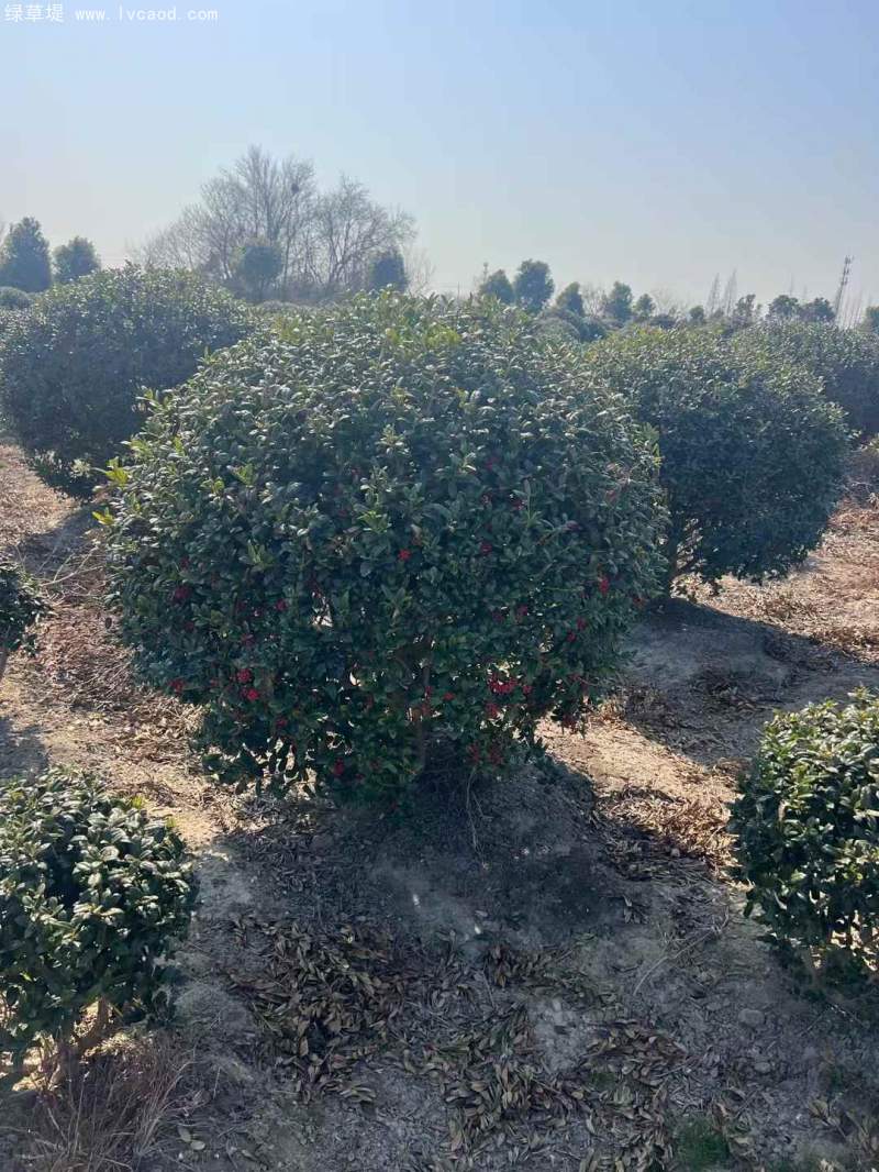 構(gòu)骨球枸骨球 構(gòu)骨球枸骨球