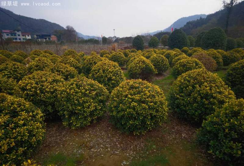 構(gòu)骨球枸骨球 構(gòu)骨球枸骨球
