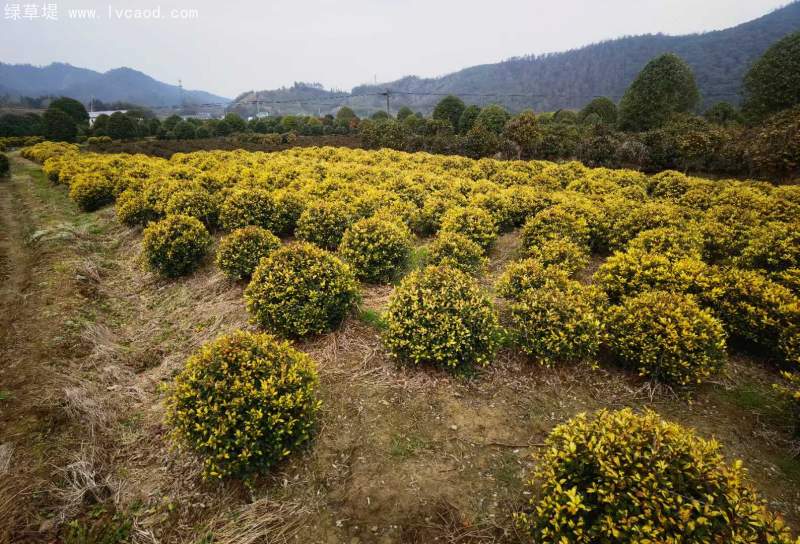 構(gòu)骨球枸骨球 構(gòu)骨球枸骨球