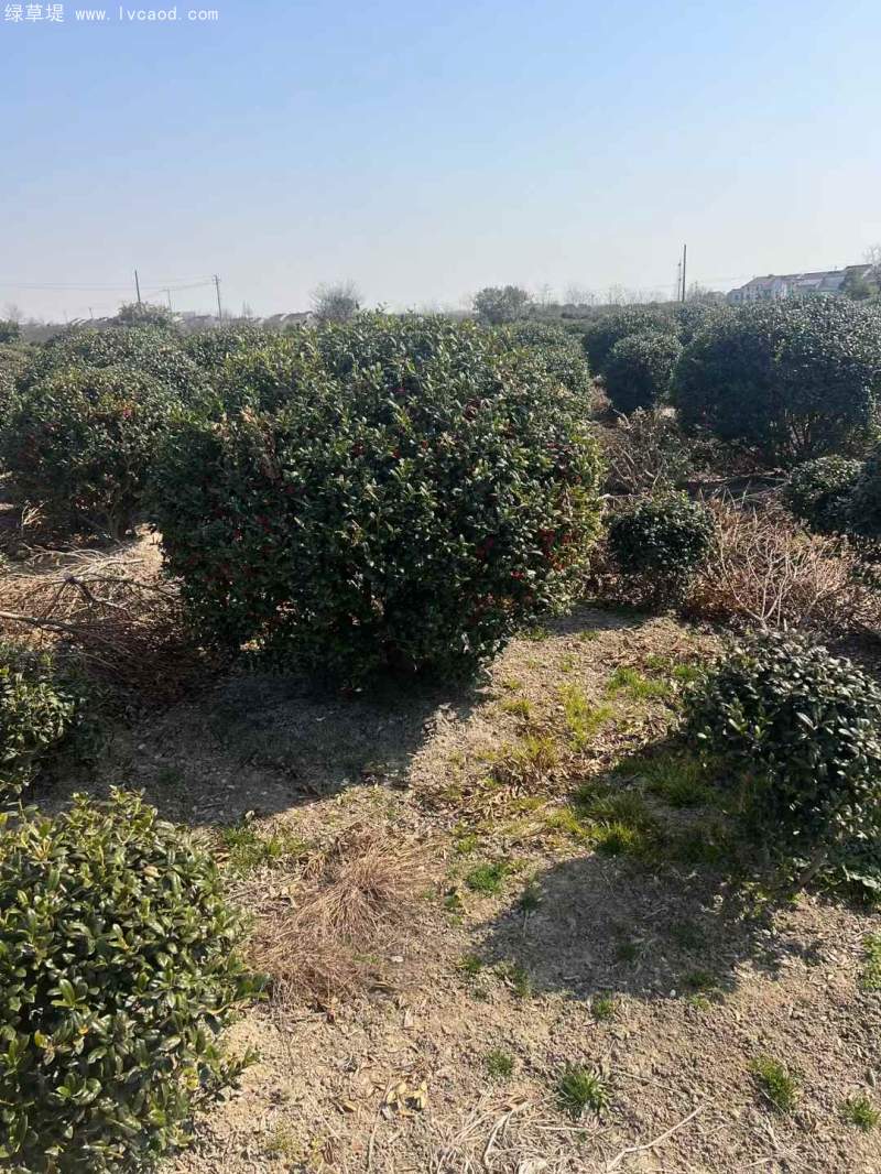 構(gòu)骨球枸骨球 構(gòu)骨球枸骨球