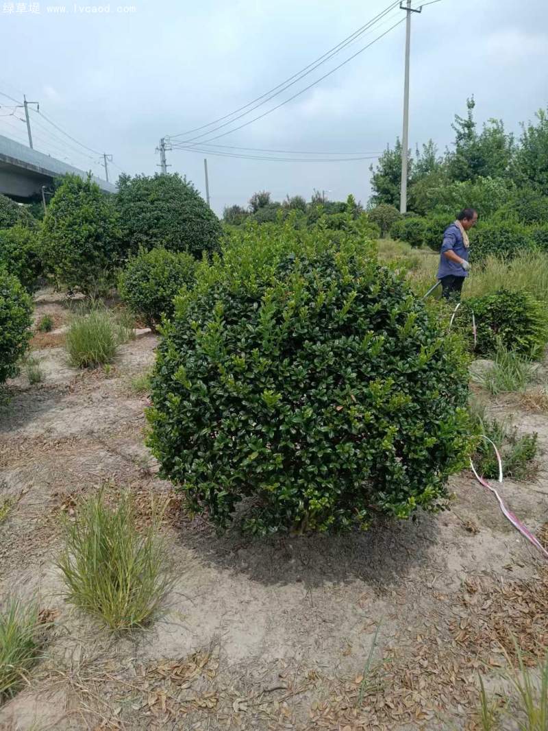 構(gòu)骨球枸骨球 構(gòu)骨球枸骨球