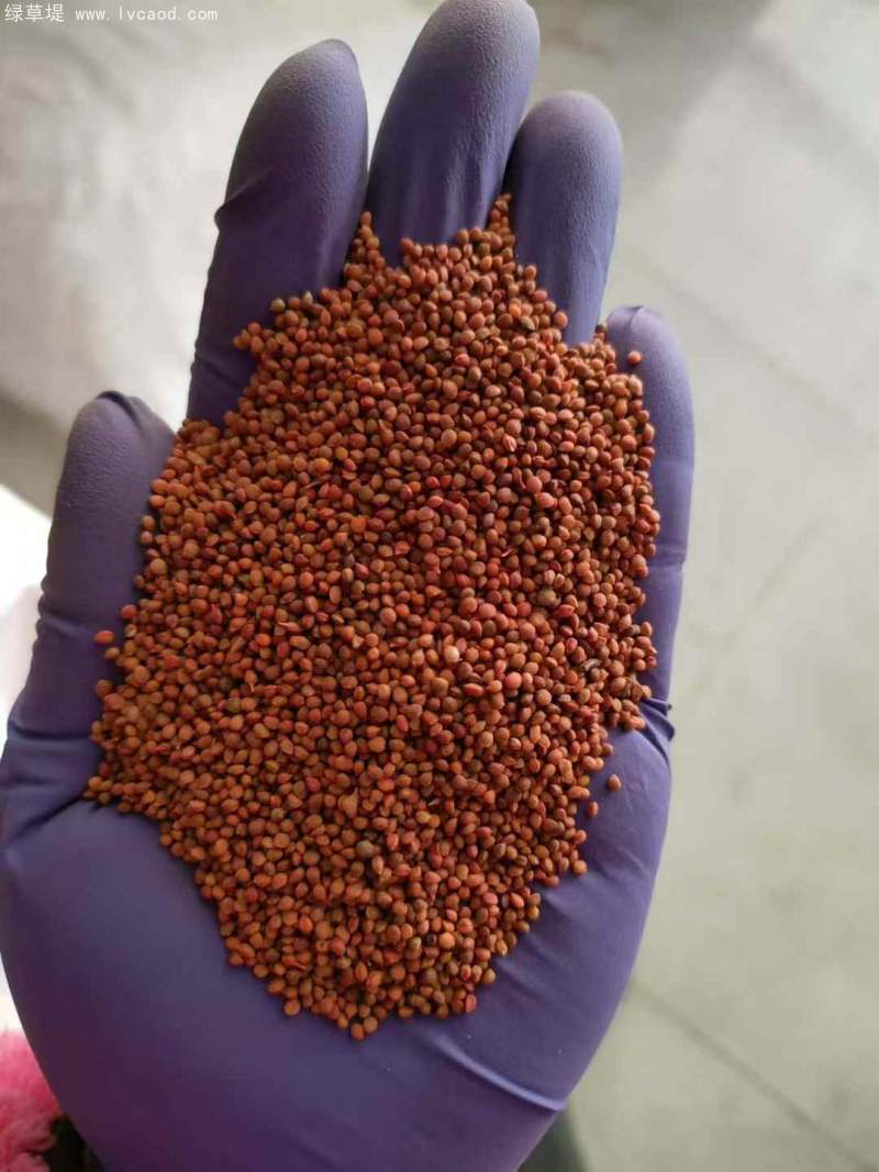 全新構(gòu)樹種子 全新構(gòu)樹種子