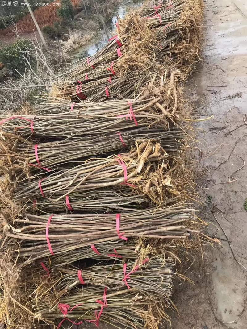 1~2年生構(gòu)樹苗 1~2年生構(gòu)樹苗