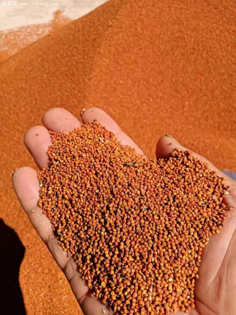 全新構(gòu)樹種子 全新構(gòu)樹種子