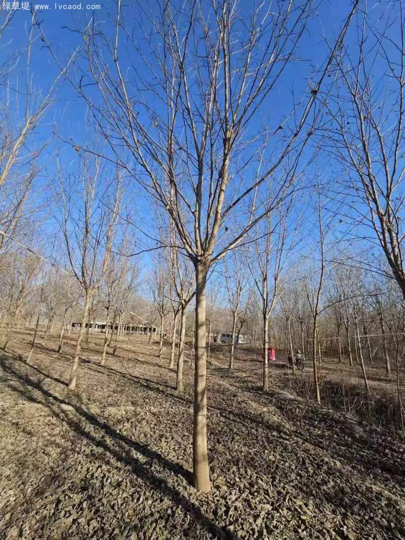 構(gòu)樹 構(gòu)樹