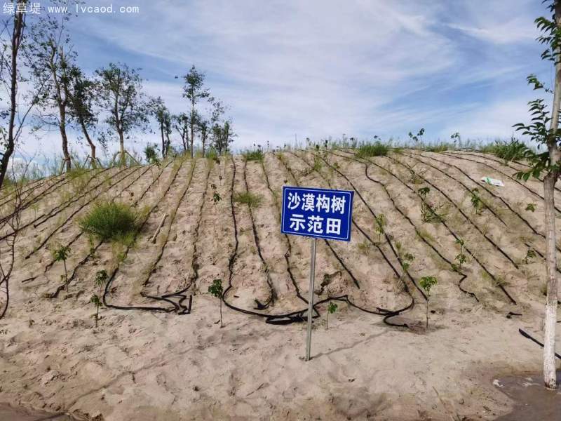 構(gòu)樹治理沙漠 構(gòu)樹治理沙漠