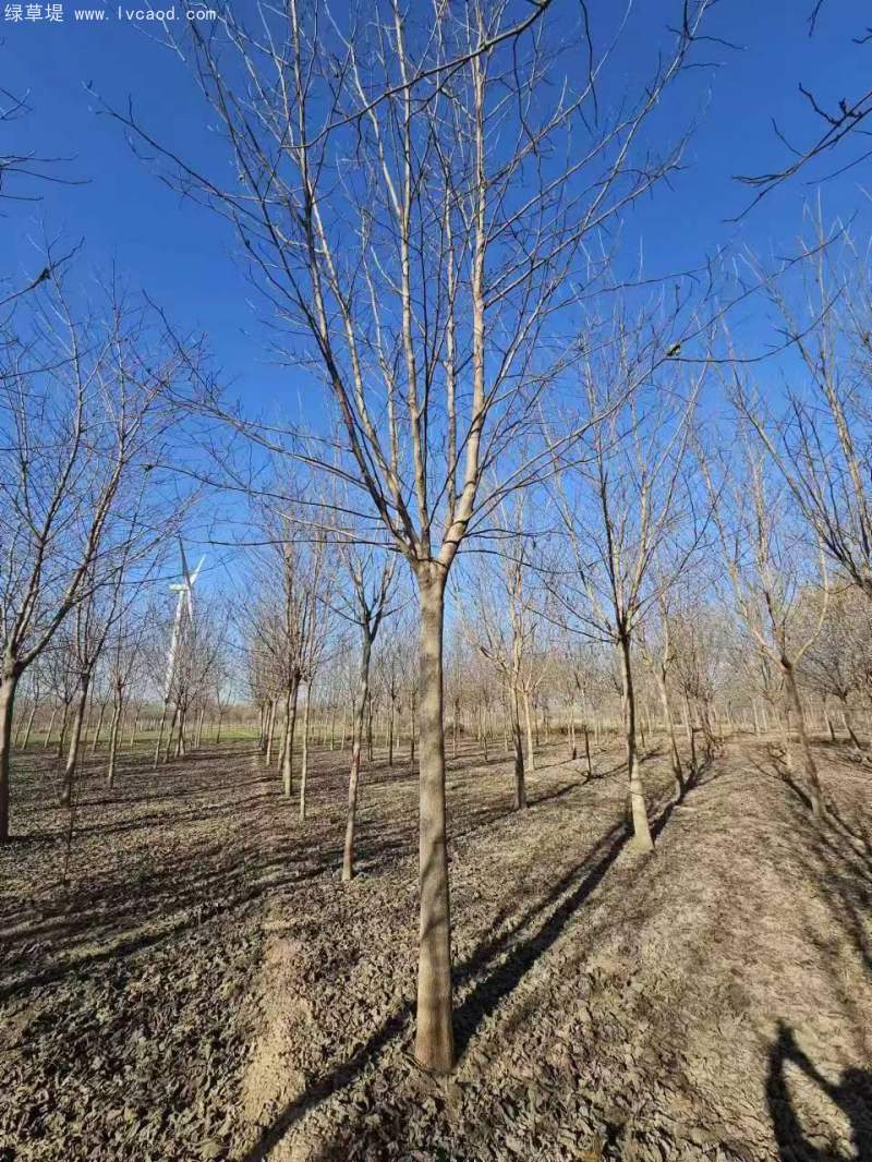 構(gòu)樹 構(gòu)樹