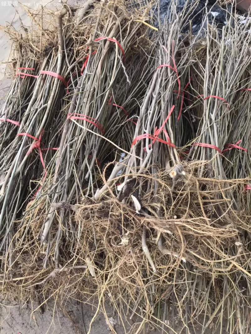 1~2年生構(gòu)樹苗 1~2年生構(gòu)樹苗