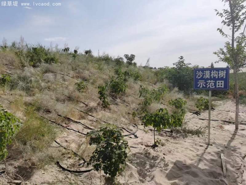 構(gòu)樹治理沙漠 構(gòu)樹治理沙漠