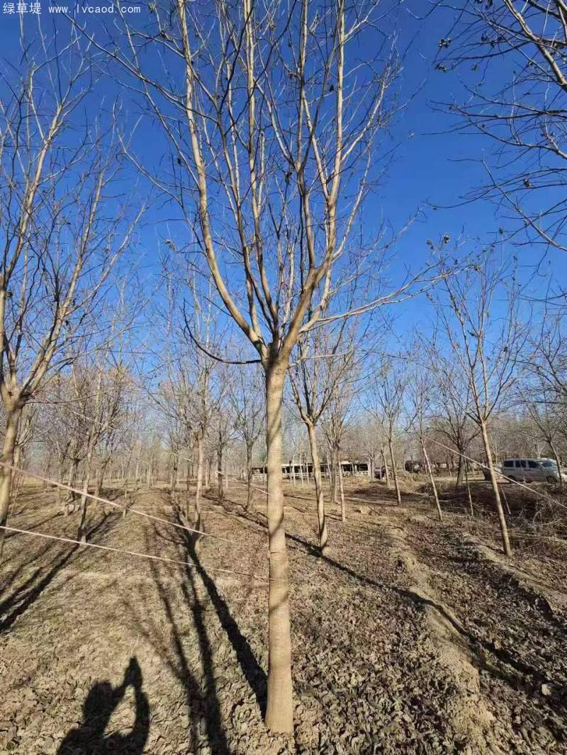 構(gòu)樹 構(gòu)樹