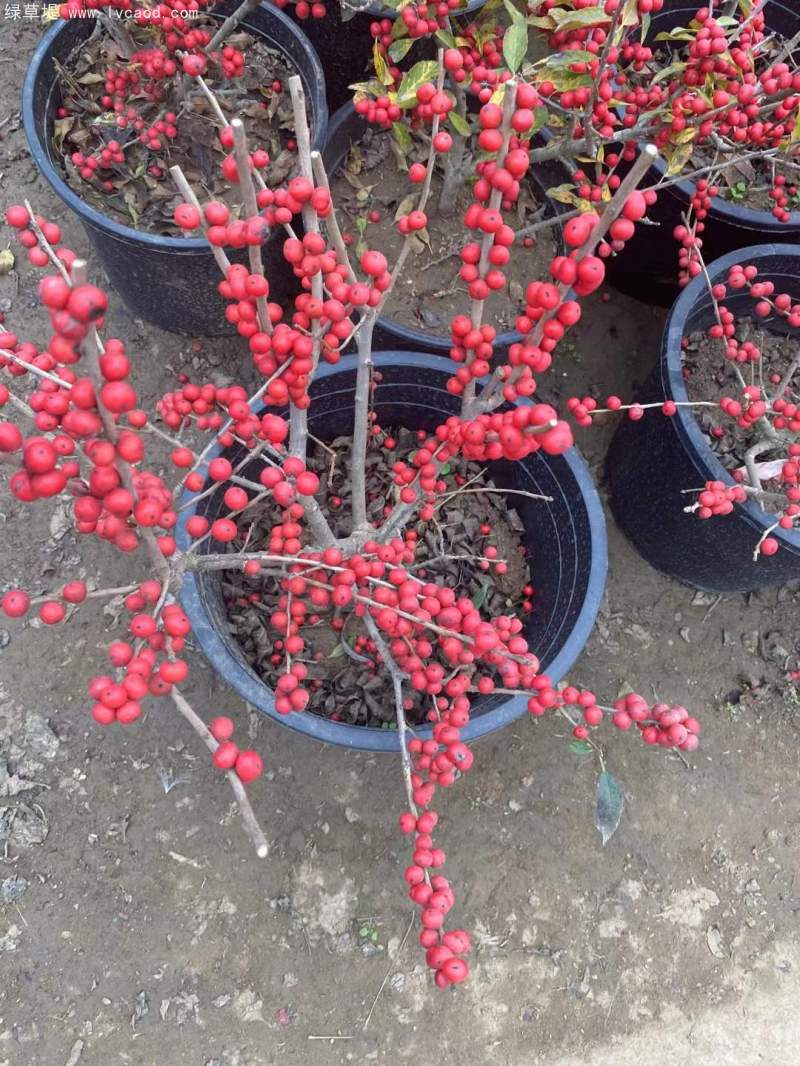 紅果冬青 紅果冬青