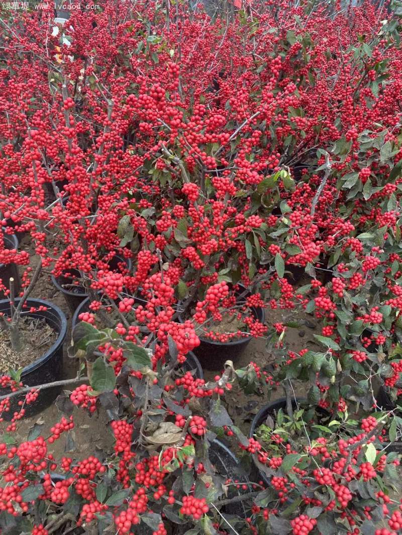 紅果冬青 紅果冬青