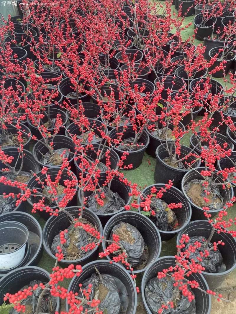 紅果冬青 紅果冬青