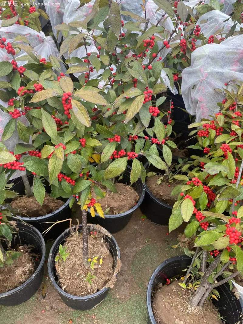 紅果冬青 紅果冬青