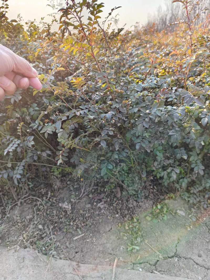 黃刺玫苗刺梅花