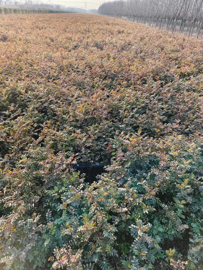 黃刺玫苗刺梅花