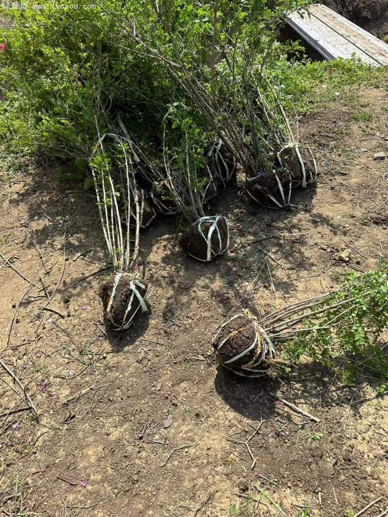 叢生黃刺玫苗刺梅花