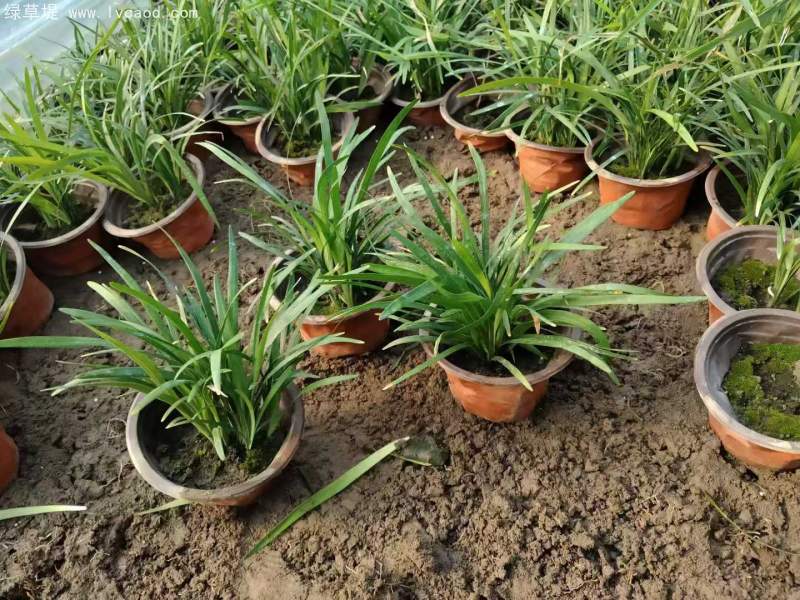 蘭花三七 蘭花三七