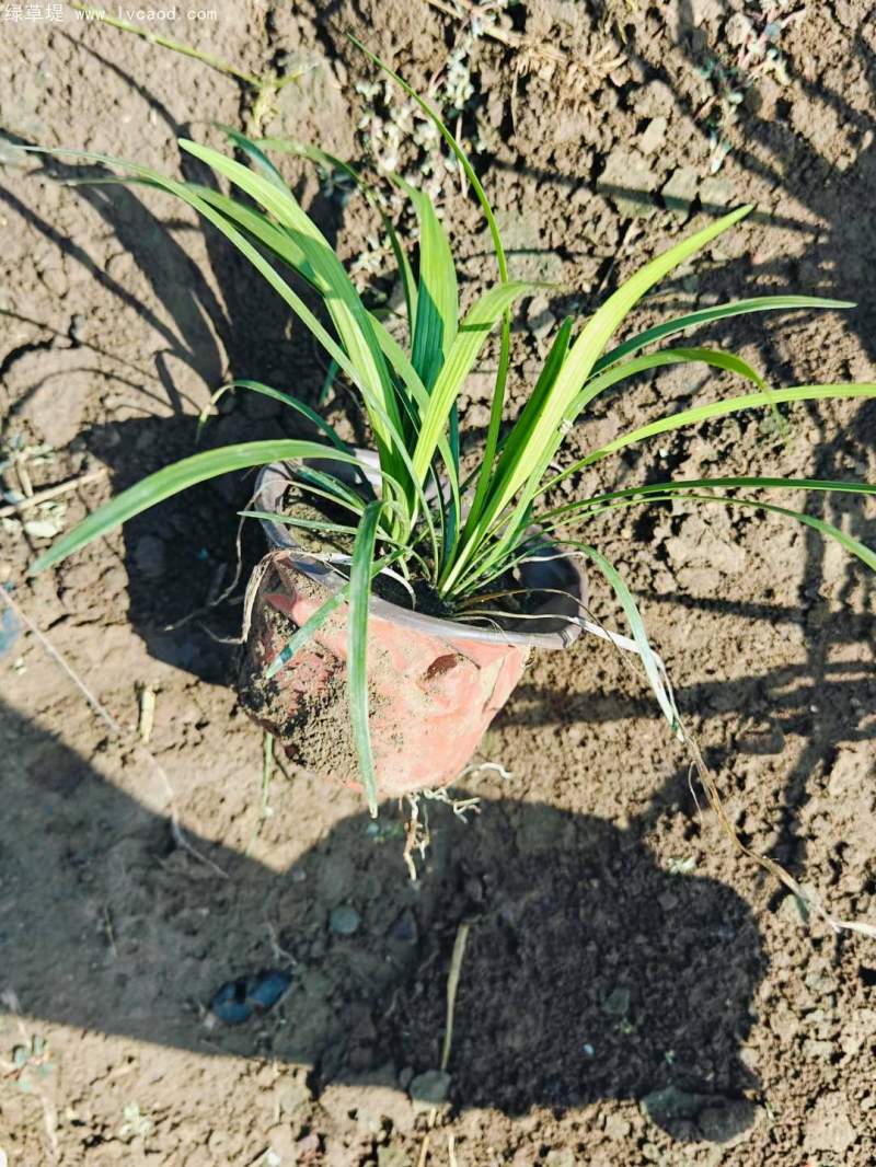 蘭花三七 蘭花三七