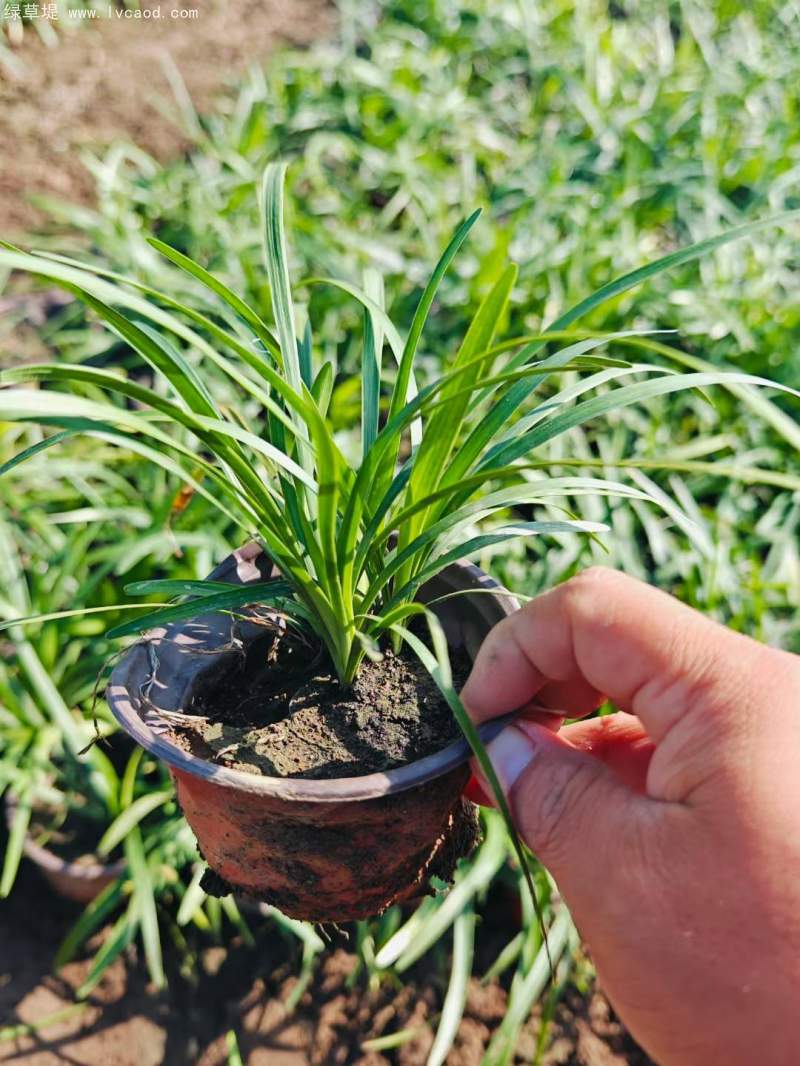 蘭花三七 蘭花三七