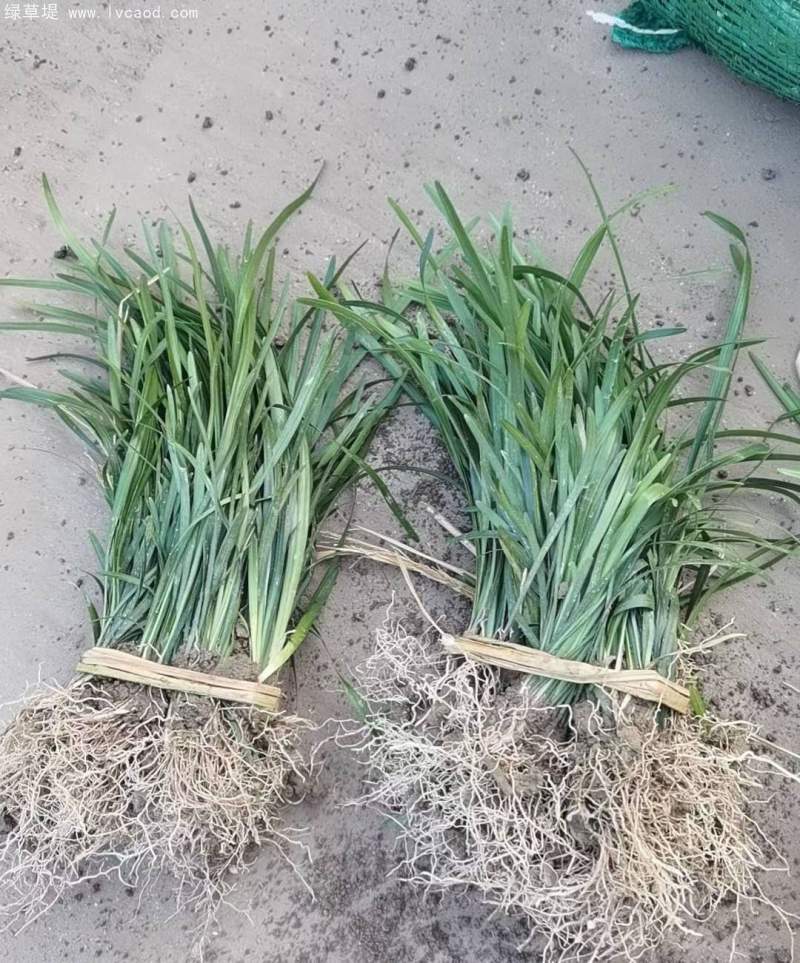 蘭花三七 蘭花三七